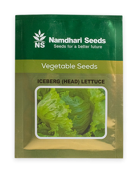 Iceberg head lettuce ns 10005 KGP