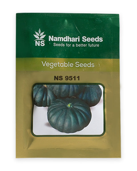 Pumpkin NS 9511 seed