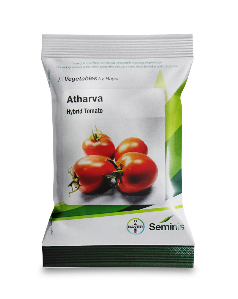 Atharva tomato seeds