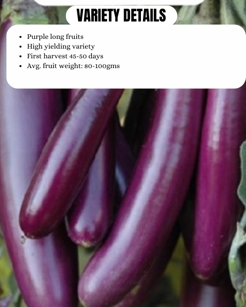 URJA BRINJAL F1 PURPLE GEM