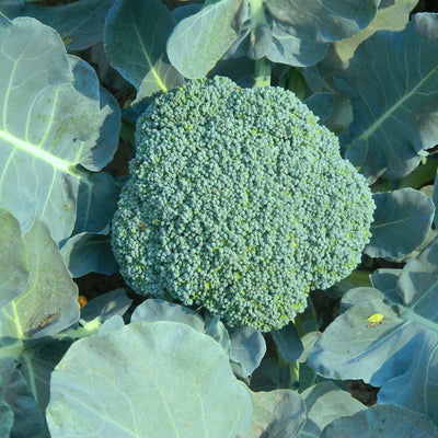 URJA F1 FESTIVAL BROCOLLI SEEDS