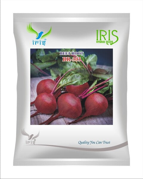 Iris Imported OP BEETROOT BR-303