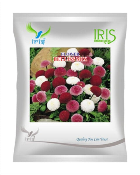 Iris Imported OP Belliss Mix