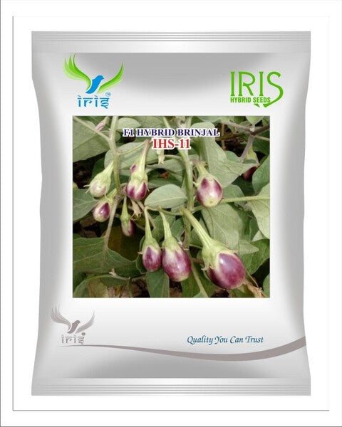 Iris Hybrid F1 BRINJAL IHS-11