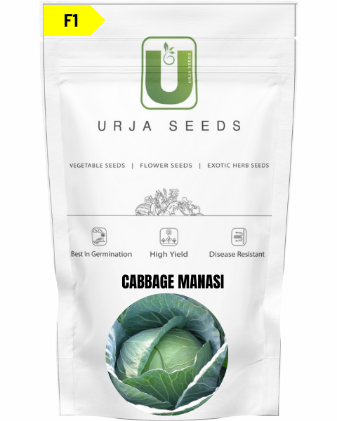 URJA CABBAGE F1 MANASI (FLAT ROUND)