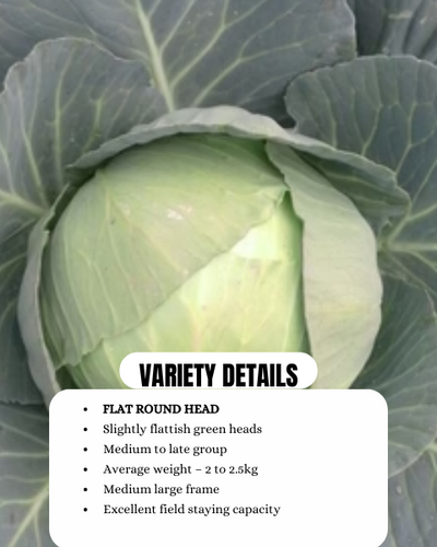 URJA CABBAGE F1 MANASI (FLAT ROUND)