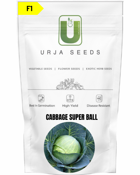 URJA CABBAGE F1 SUPERBALL