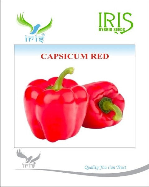 IRIS IMPORTED CAPSICUM RED