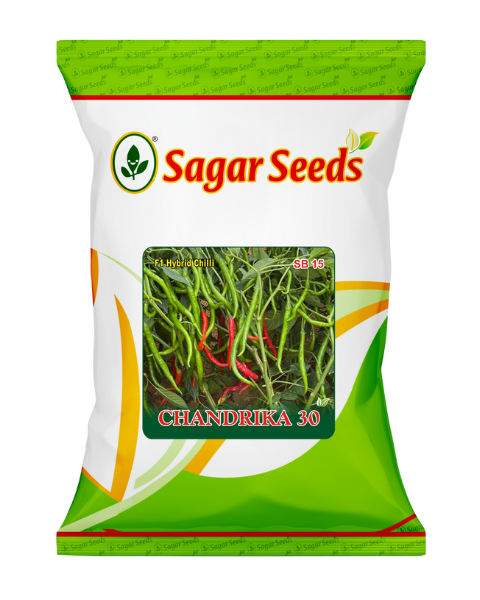 Sagar Chandrika 30 F1 Chilli