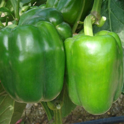 URJA CRYSTAL URJA GREEN - CAPSICUM SEEDS