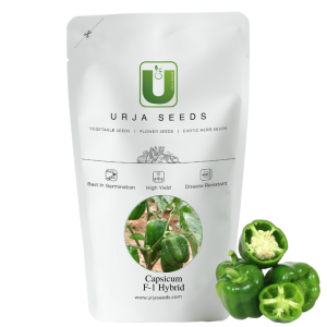 URJA DISCOVER - CAPSICUM SEEDS