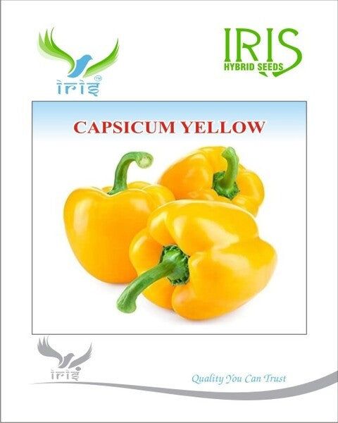 IRIS IMPORTED CAPSICUM YELLOW