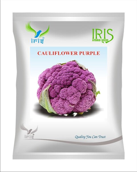 Iris Imported OP Cauliflower Purple