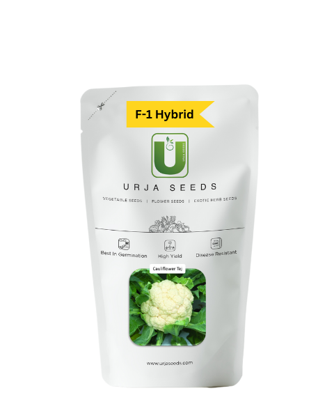 URJA CAULIFLOWER F-1 HYBRID TEJ