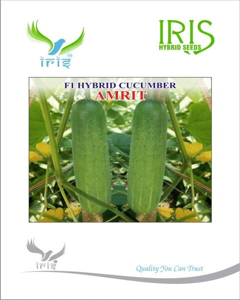 IRIS HYBRID F1 CUCUMBER AMRIT