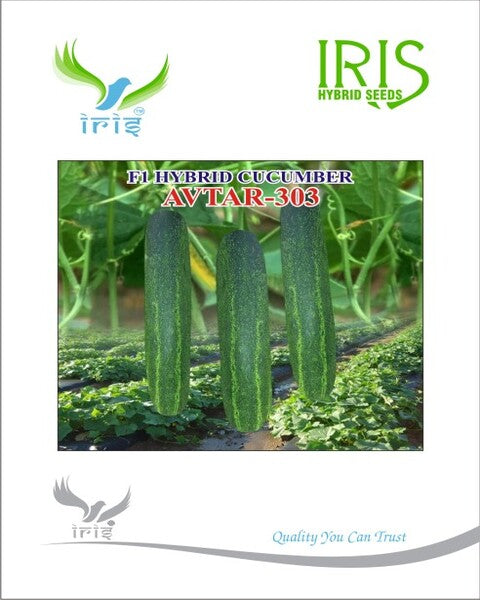 IRIS HYBRID F1 CUCUMBER AVTAR-303