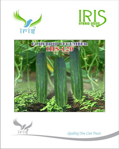 Iris Hybrid F1 CUCUMBER IHS-120