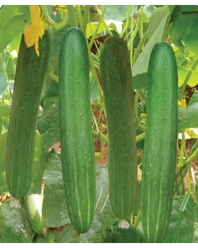 Indam Amritha Cucumber Seeds