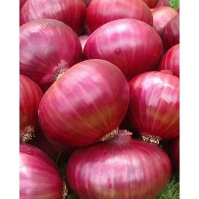 URJA RED CREOLE ONION SEEDS