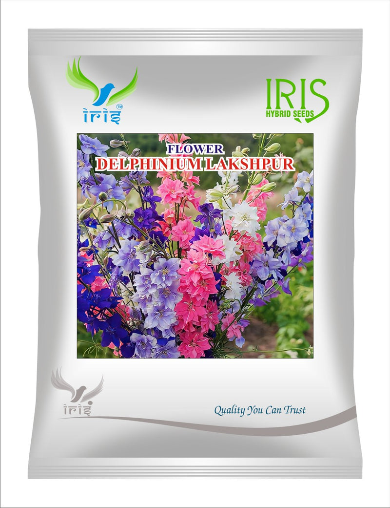 Iris Hybrid Imported OP DELPHINIUM LARKSPUR