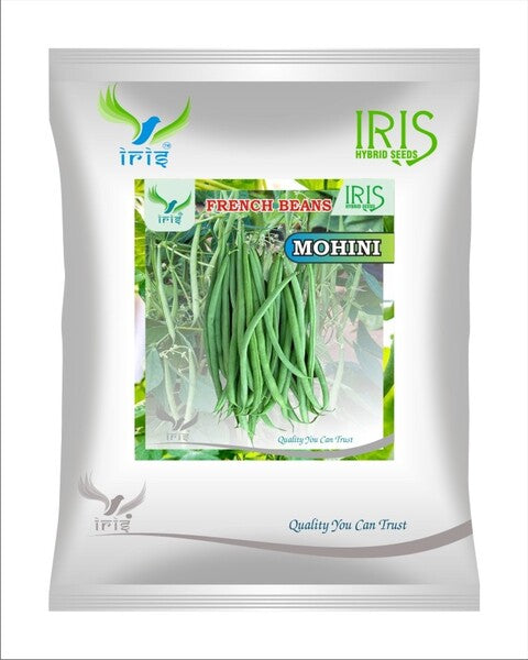 Iris OP FRENCH BEANS Mohini