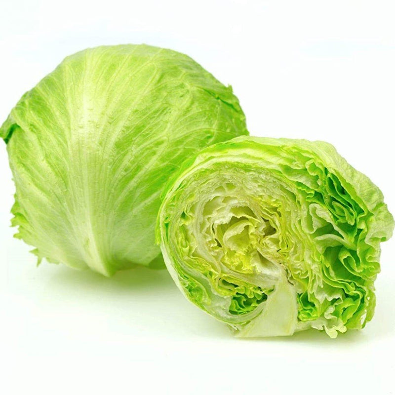 URJA GREAT LAKES - LETTUCE SEEDS