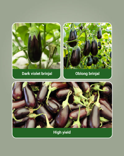 212 F1 Hybrid Brinjal Seeds