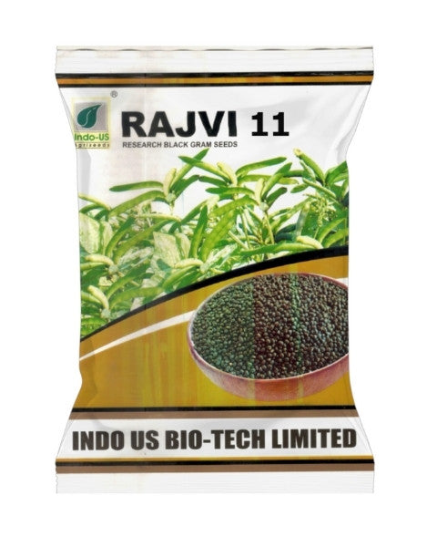 INDO US BLACK GRAM RAJVI 11