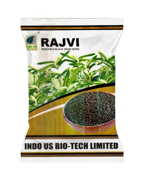 INDO US BLACK GRAM RAJVI