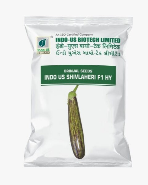 INDO US BRINJAL SHIVLAHERI OP