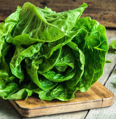 URJA ROMAIN LETTUCE SEEDS