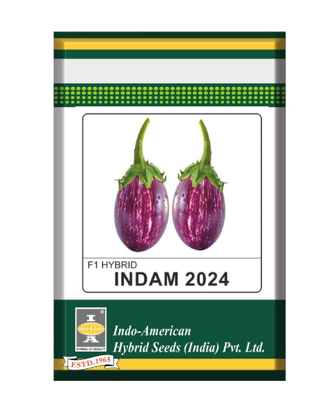 Indam 2024 Brinjal Seeds