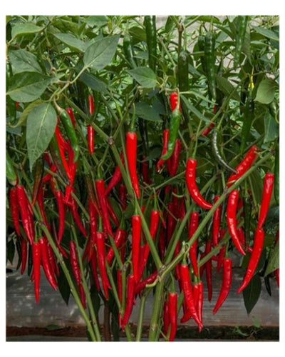 Indam 67 Chilli Seeds