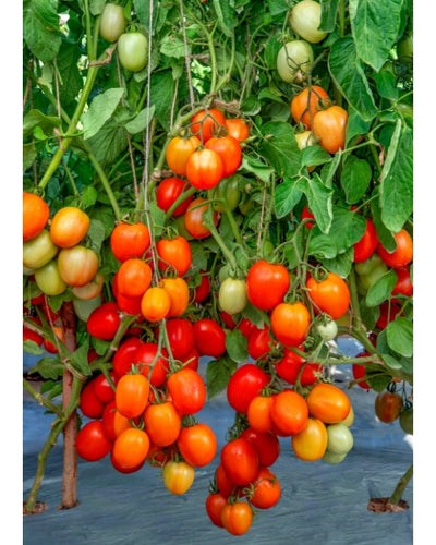 Indam 8202 Tomato Seeds