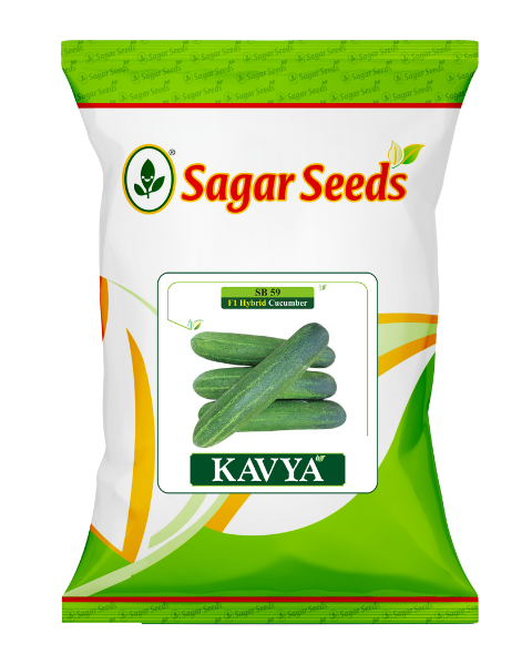 Sagar Kavya F1 Cucumber