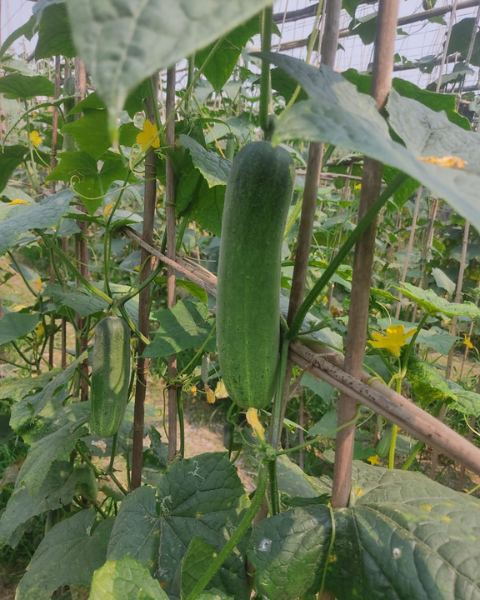 Sagar Kavya F1 Cucumber