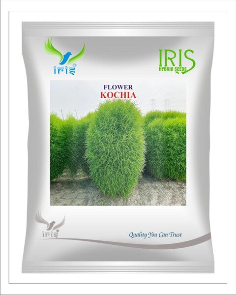 Iris Imported OP Kochia