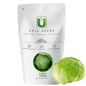 URJA ICEBERG - LETTUCE SEEDS