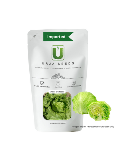 URJA GREAT LAKES - LETTUCE SEEDS