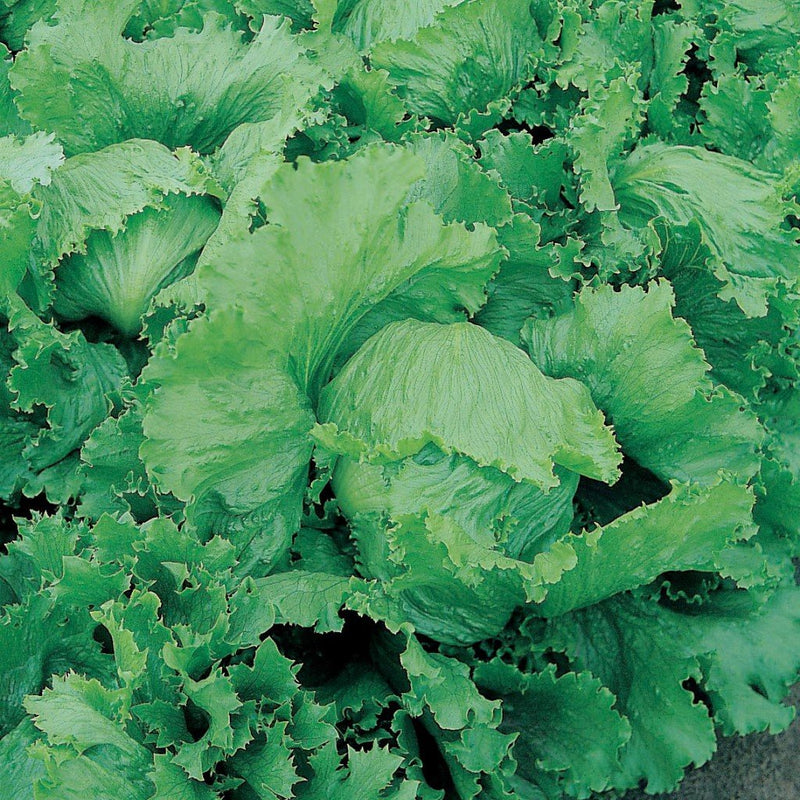 URJA ICEBERG - LETTUCE SEEDS