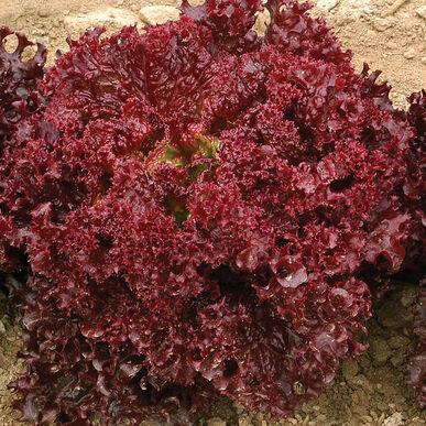 URJA LOLLA RED - LETTUCE SEEDS