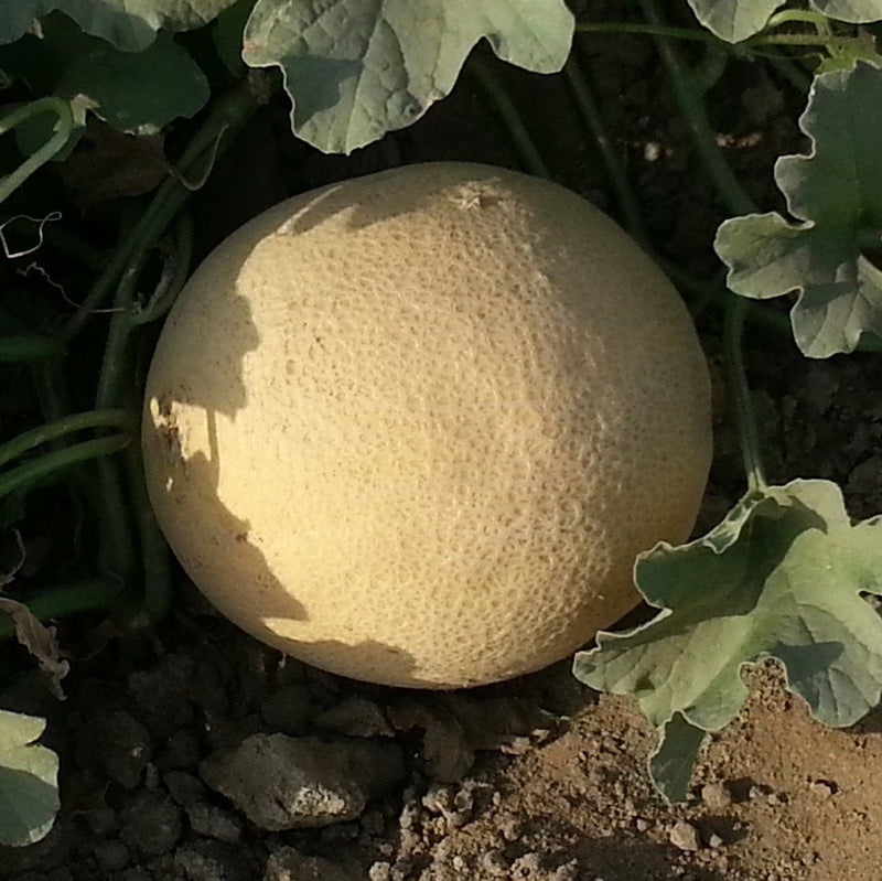 URJA US-111 - MUSKMELON SEEDS