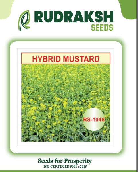 RUDRAKSH HYBRID MUSTARD (RS-1046)