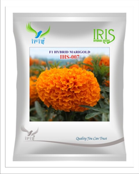 Iris Hybrid F1 Marigold Orange IHS007