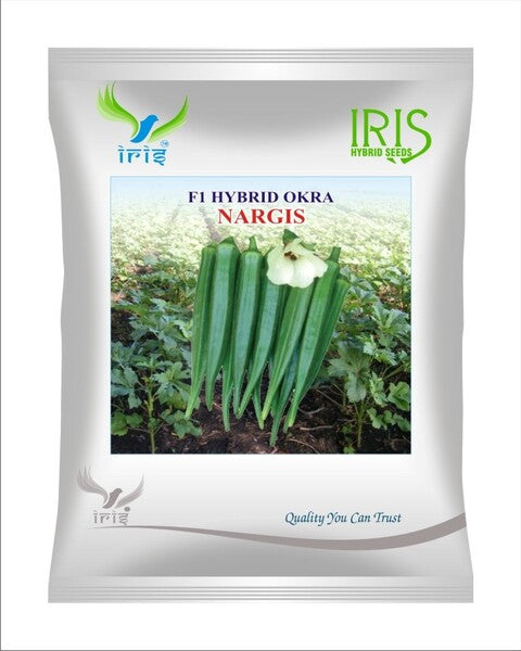 Iris Hybrid F1 OKRA NARGIS