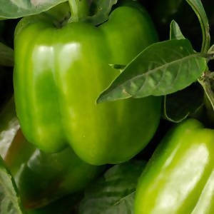 URJA CAPSICUM CALIFORNIA WONDER SEEDS