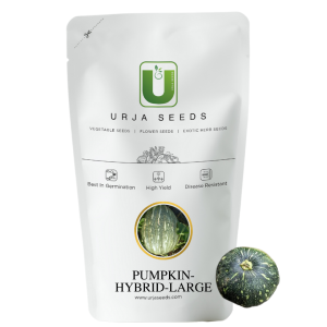 URJA US-101 - PUMPKIN F-1 HYBRID SEEDS