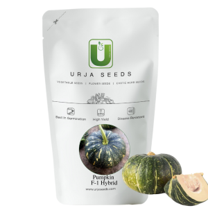 URJA US-64 - PUMPKIN F-1 HYBRID SEEDS