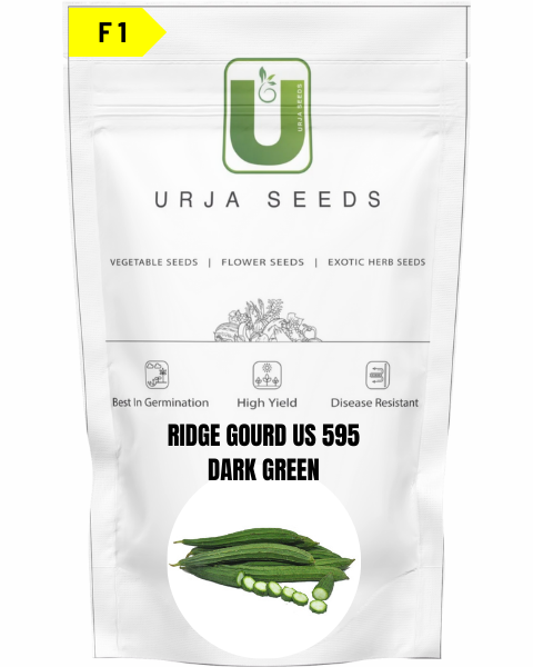 URJA RIDGE GOURD F1 US 595