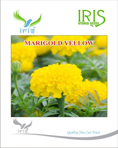 MARIGOLD YELLOW FLOWER SEEDS